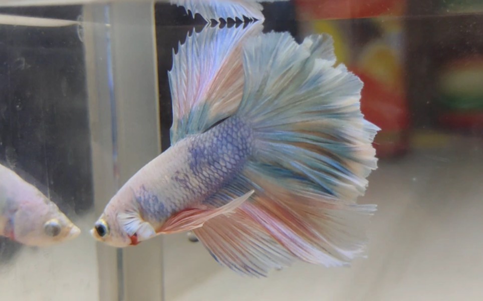 开箱马卡龙半月斗鱼_哔哩哔哩_bilibili