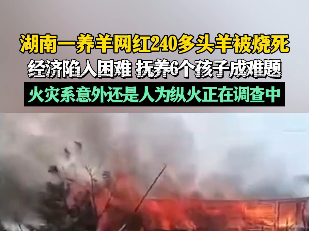 湖南一养羊网红240多头羊被烧死 经济陷入困难 抚养6个孩子成难题 火灾系意外还是人为纵火正在调查中哔哩哔哩bilibili