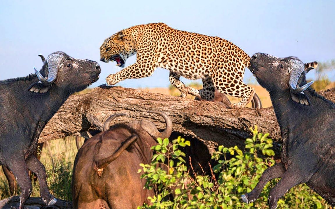 豹子被牛群围攻吓得半死,豹子狩猎斑马