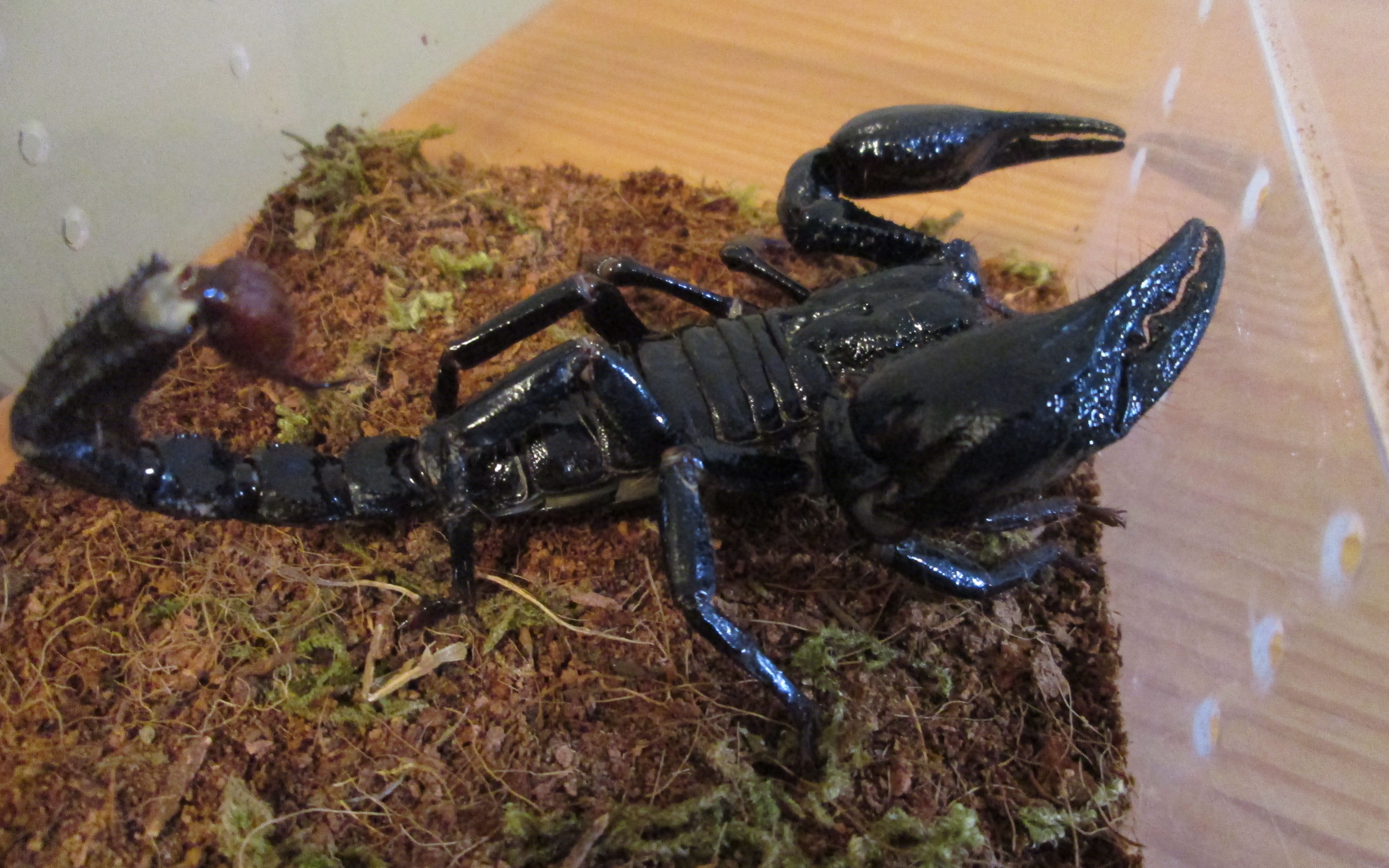 【蝎子】【蝎子】贪吃的孕母携刺异距蝎heterometrus spinifer part