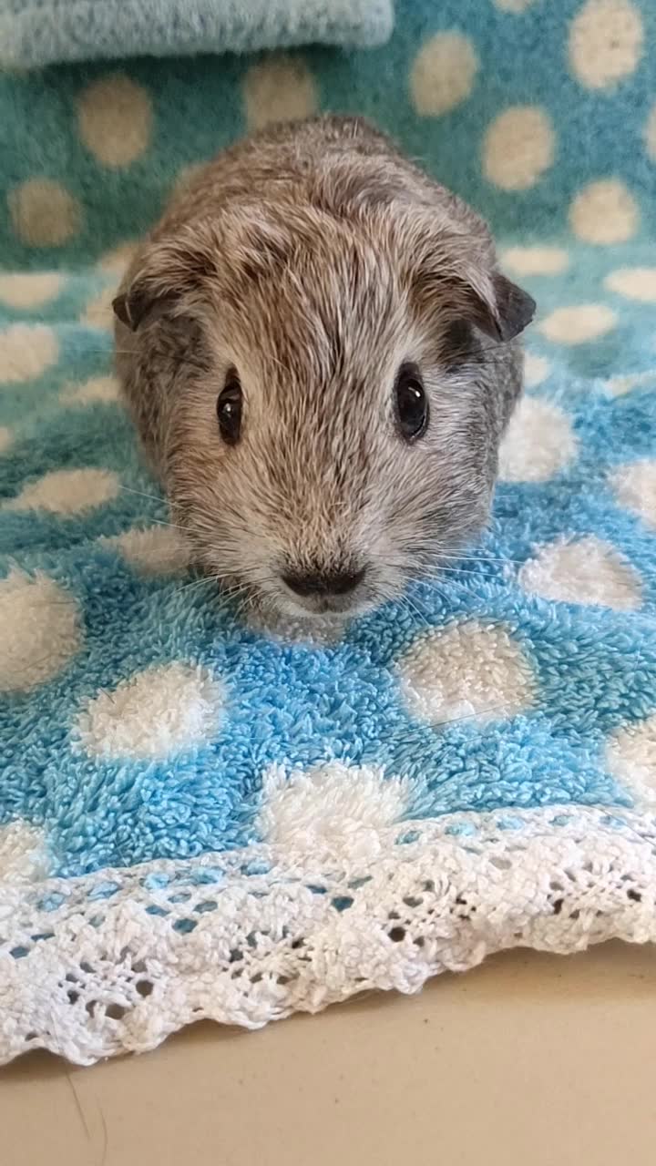 短脸型英短奶雕灰荷兰猪垂耳朵mm,荷兰猪豚鼠1个月10多天