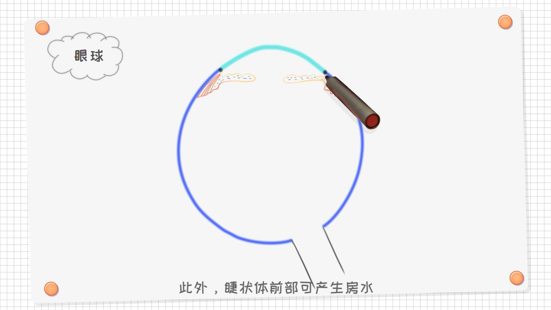 绘图学解剖 | 简单几笔画出眼球的结构哔哩哔哩bilibili