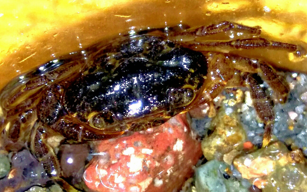 龙溪蟹の欢庆仪式吔孑孓