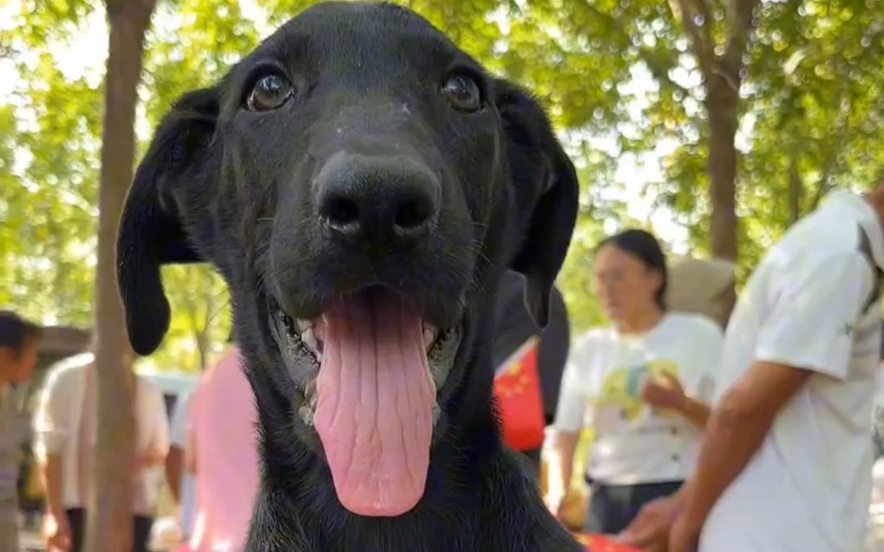 380给粉丝淘一只纯种黑狼犬!哔哩哔哩bilibili