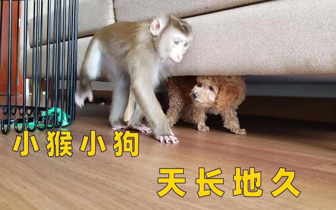 [图]猴猴和狗子的友谊追逐战：你跑我追，我们插翅难飞