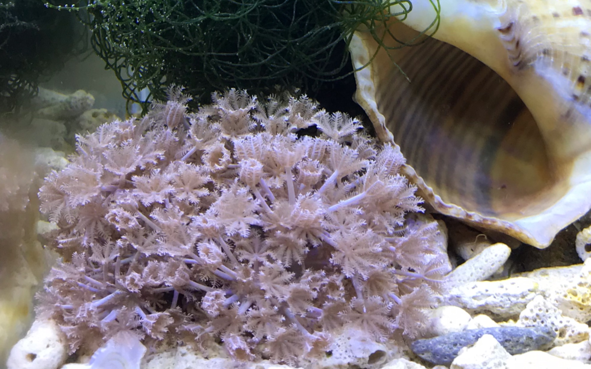 闪千手珊瑚也可以这么可爱