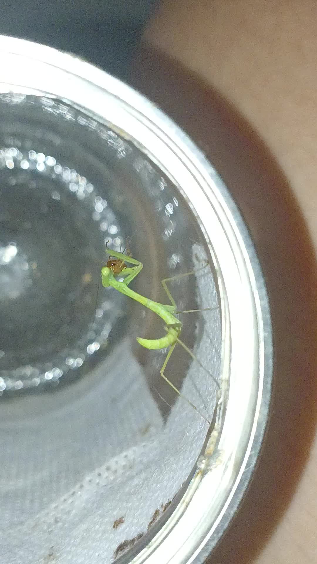 3l巴布亚斧苗苗啃樱桃苗苗