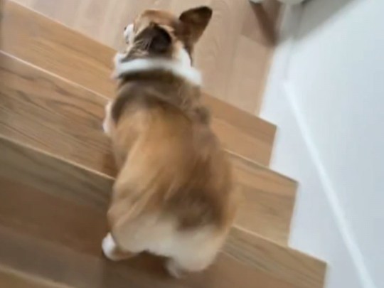 弹簧小柯基下楼梯第一视角