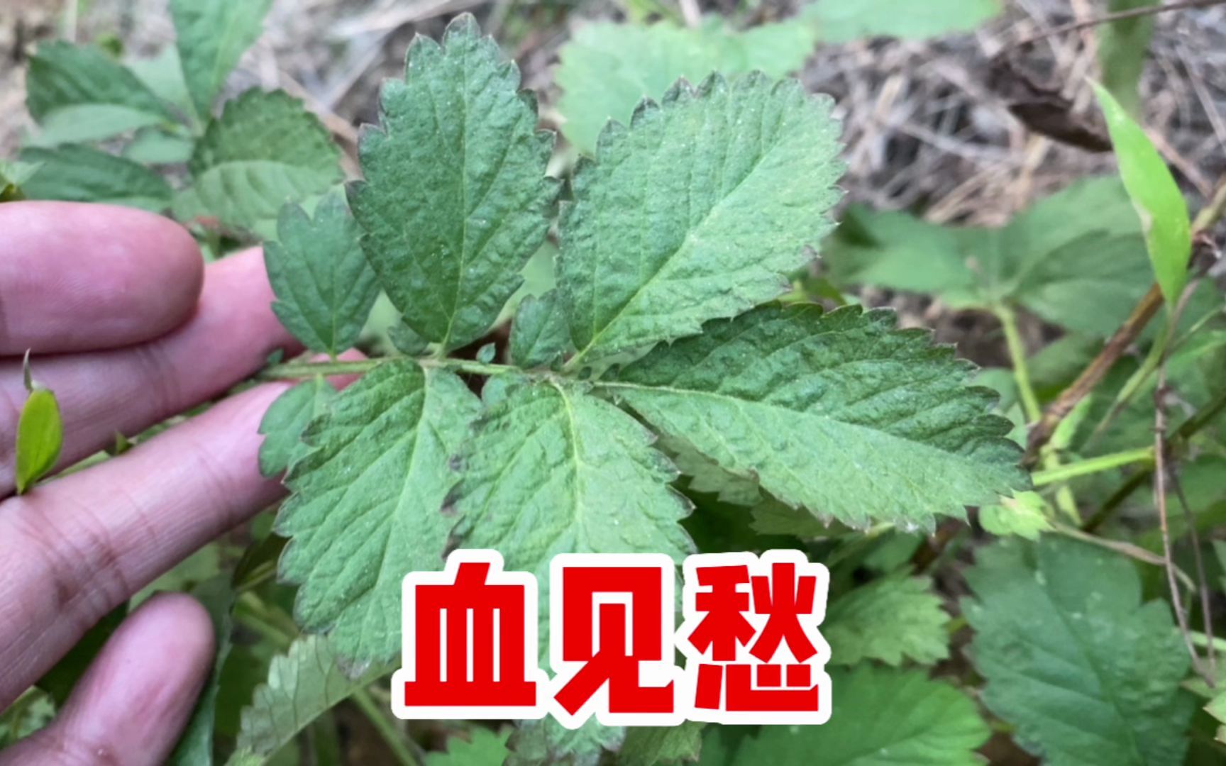 龙牙草也叫仙鹤草,号称“血见愁”,作用厉害,你知道它用途吗?哔哩哔哩bilibili