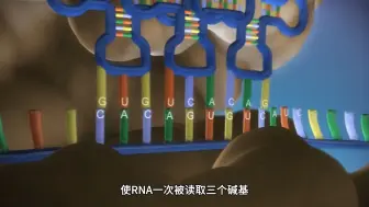 氨基酸是如何折叠形成一个蛋白质的？