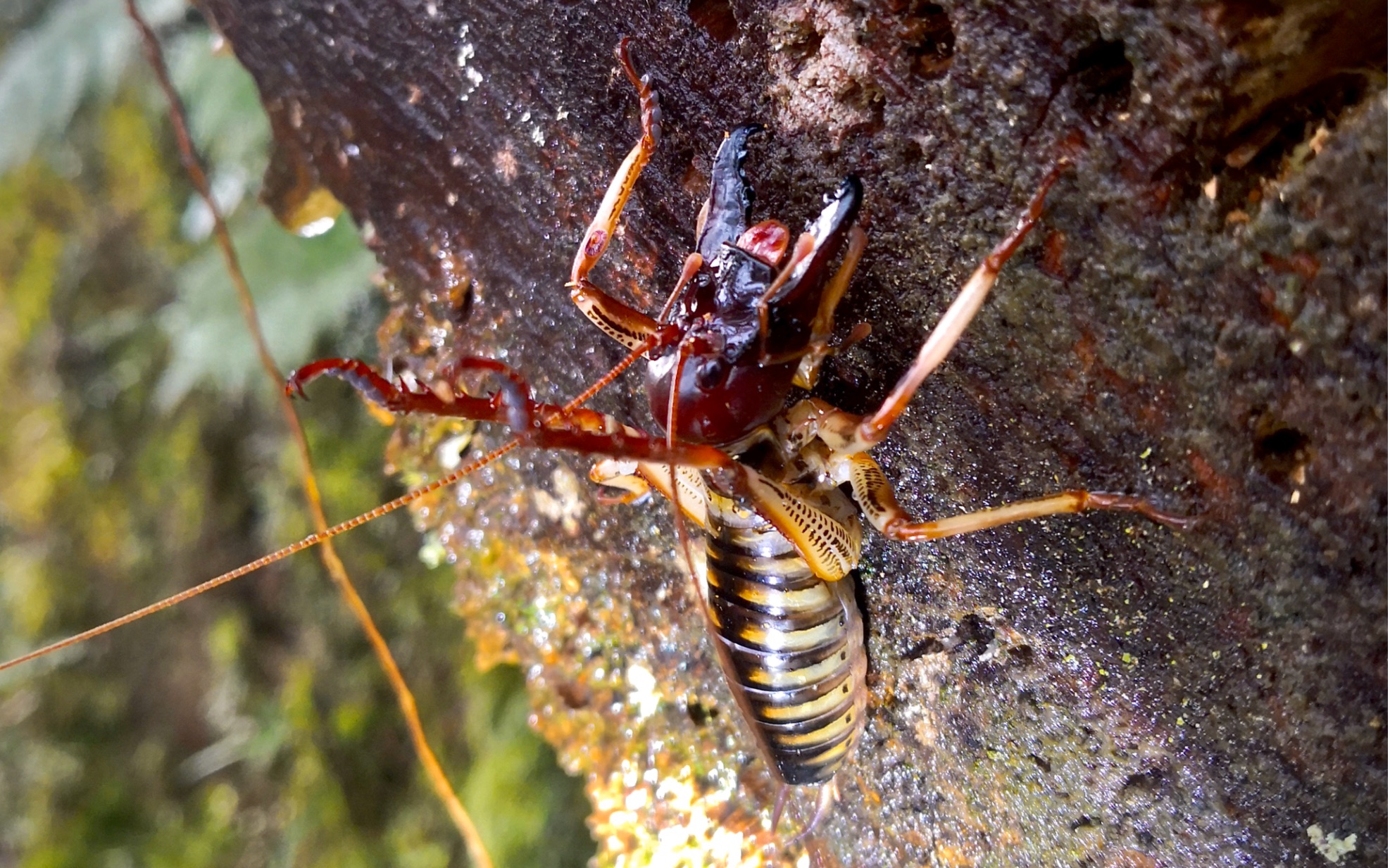 日常调戏惠灵顿树沙螽hemideinacrassidensの战舞