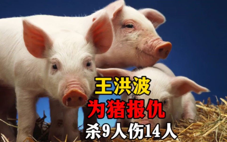 第2集爱猪狂魔王洪波为猪报仇杀9人伤14人-杨哥说案-杨哥说案-哔哩