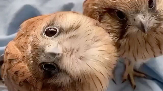 只可远观不可亵玩之鹰宝宝