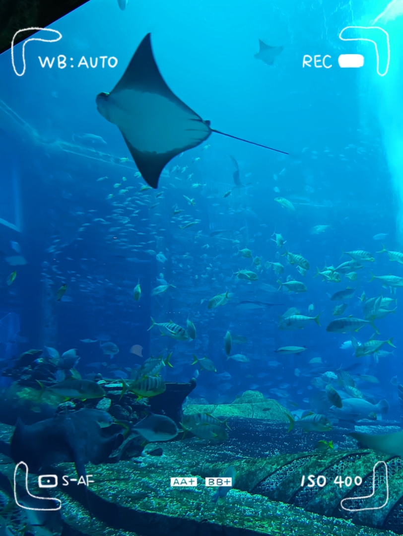 三亚亚特兰蒂斯海底餐厅