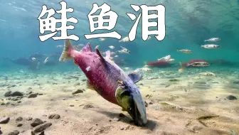 即使身体已经开始腐烂，鲑鱼仍坚持回到出生的地方
