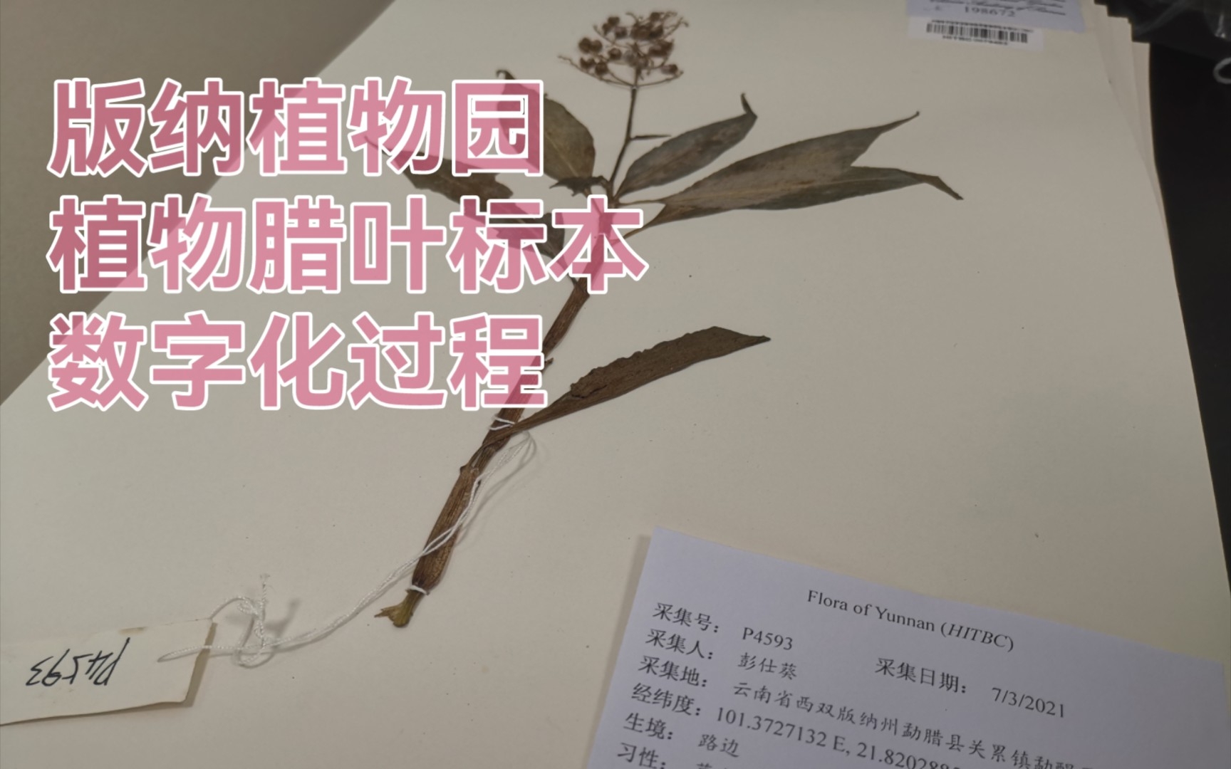 中科院版纳植物园植物腊叶标本的数字化过程哔哩哔哩bilibili