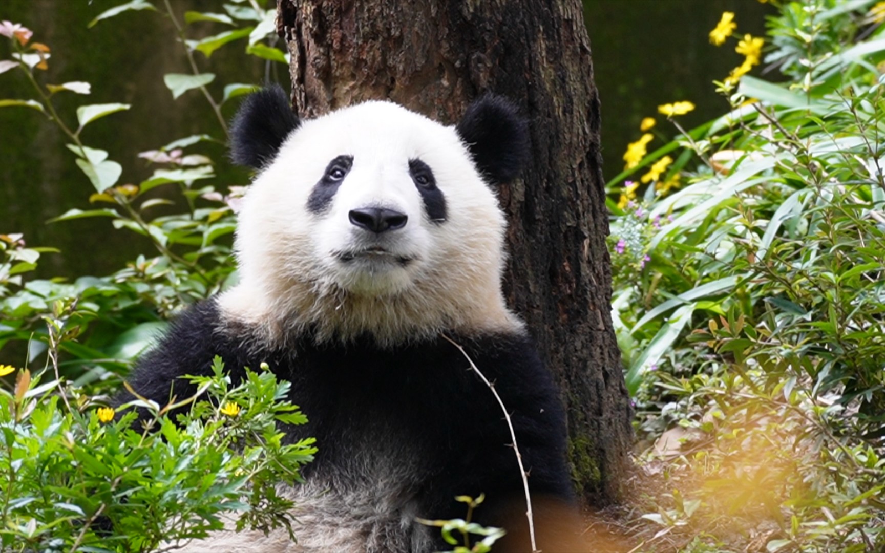 【大熊猫和叶】今天的叶子走的是文艺范呀