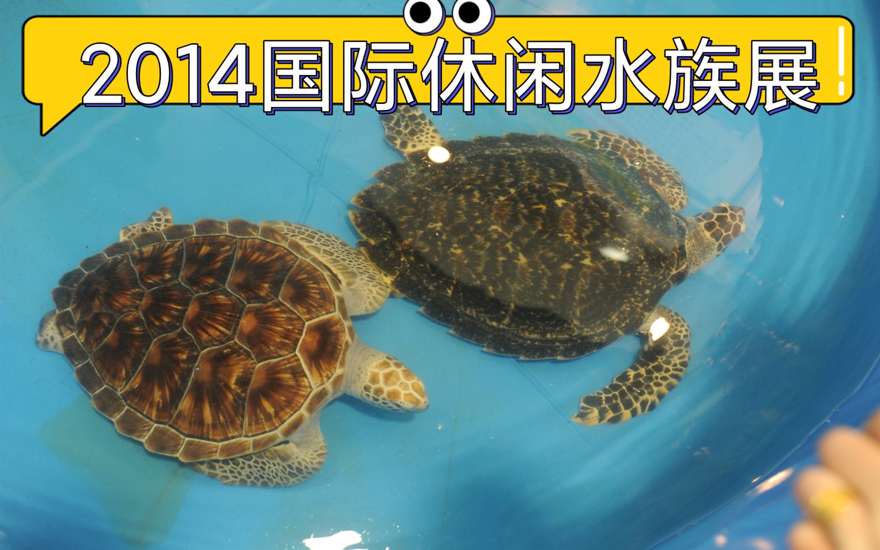 2014国际休闲水族展,上海农业展览馆,靠近上海西郊动物园,20141012