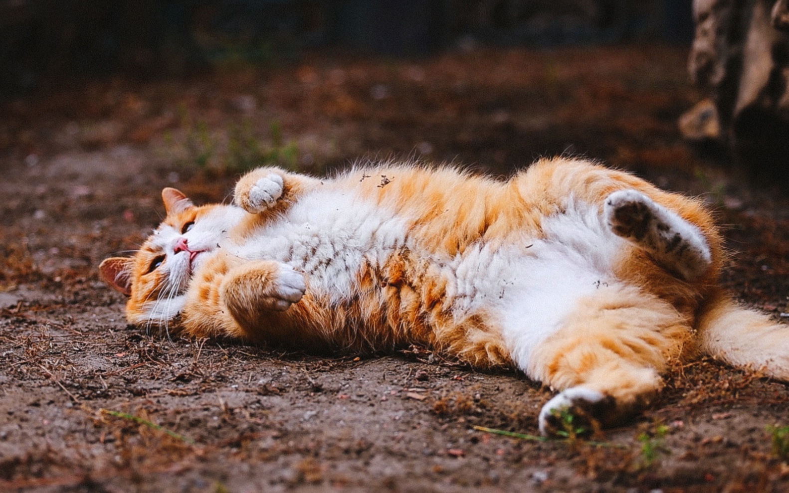 [图]橘猫帕帕捕猎失败后自暴自弃摆烂打滚