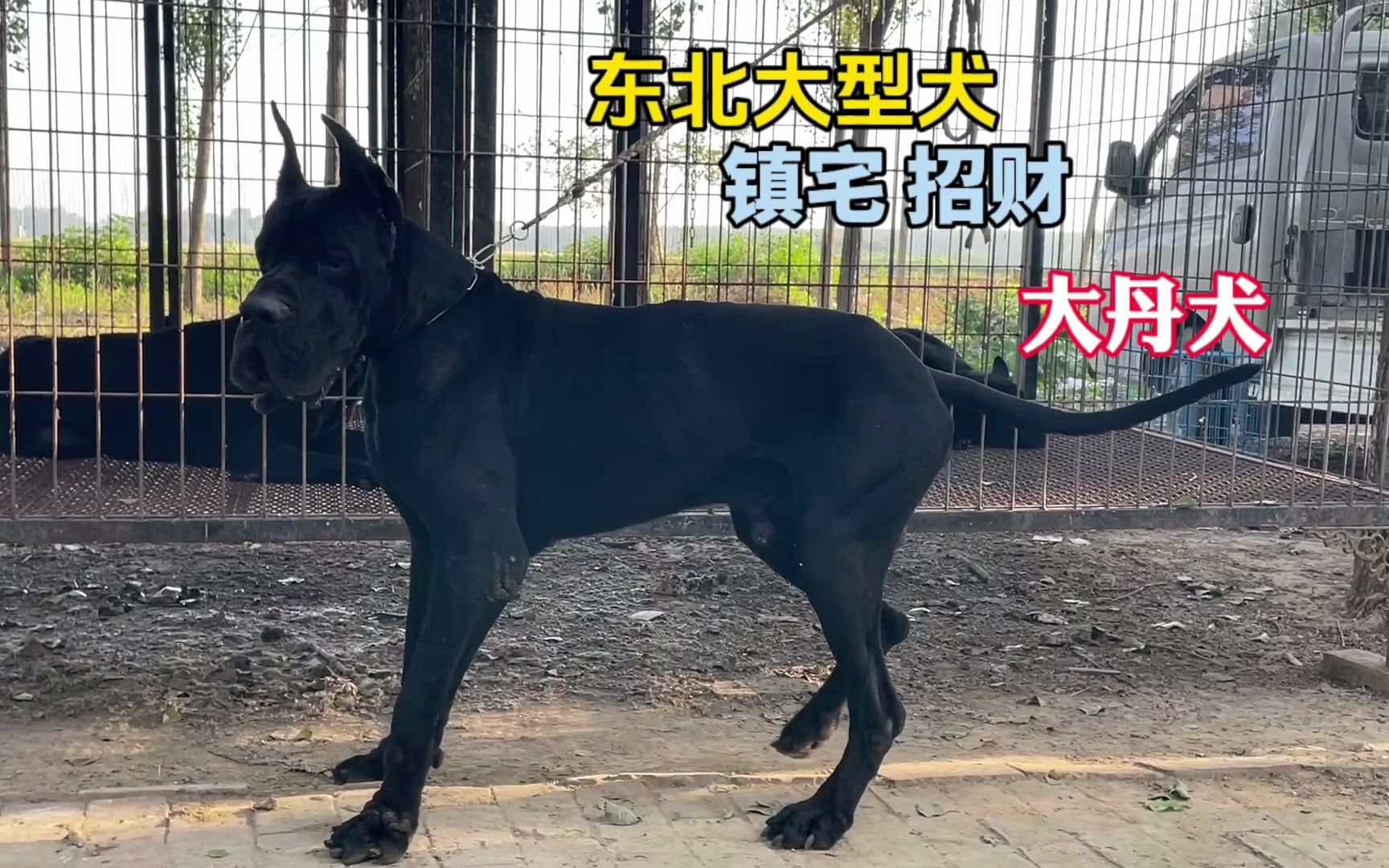 镇宅招财神犬大丹犬,150多斤的体型,东北大型犬之一哔哩哔哩bilibili