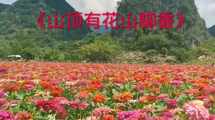 [图]《山顶有花山脚香》