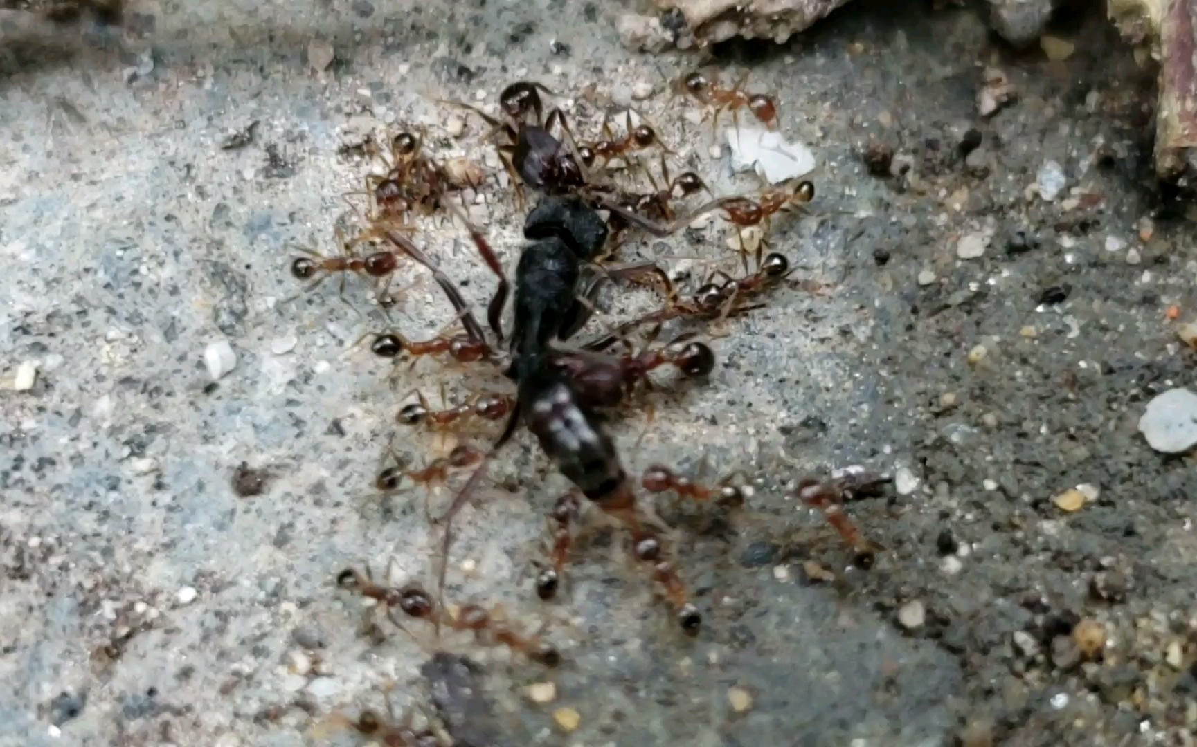 長節大頭蟻努力肢解逮住的橫紋齒猛蟻