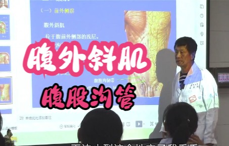 肌学 腹肌 腹外斜肌 腹股沟韧带 系统解剖学哔哩哔哩bilibili