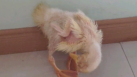 一只可怜的瘦骨嶙峋的小鸭子