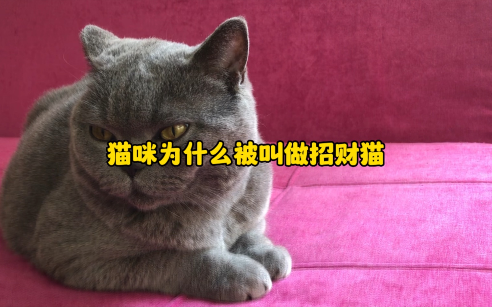 猫咪为什么被称为“招财猫”哔哩哔哩bilibili