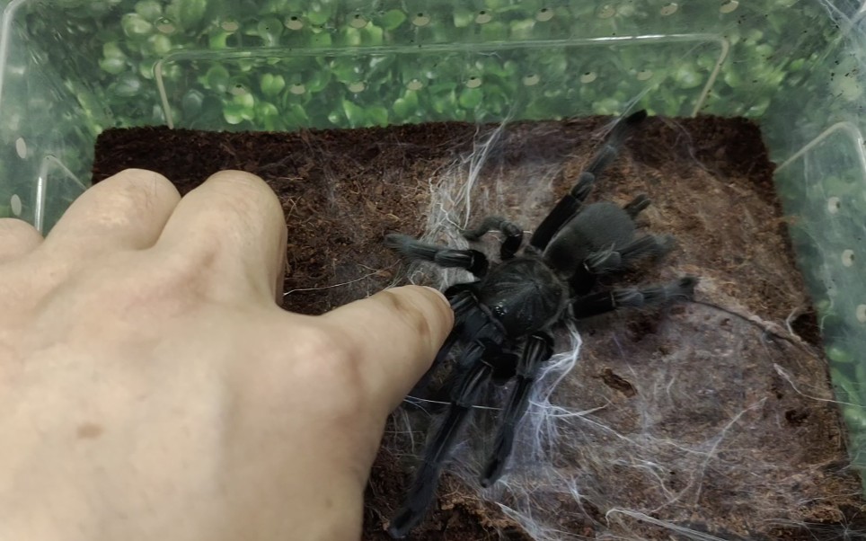 实验成功如何才能被大蜘蛛咬一口卡恩卡拉地老虎饲养科普视频