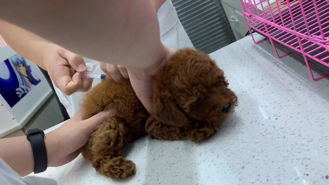 家里的小泰迪第一次打针