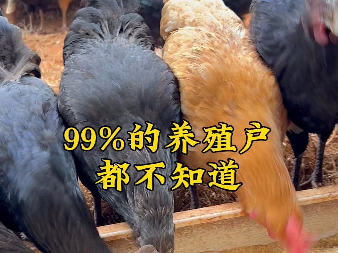 99%的蛋鸡养殖户还不知道一款安全的蛋鸡饲料添加剂有多么重要 #蛋鸡养殖 #蛋鸡饲料添加剂 #吕公蛋鸡饲料添加剂 #三农哔哩哔哩bilibili