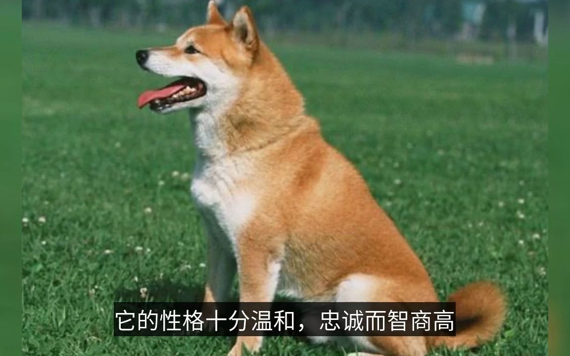 【科普视频】中华田园犬智商排名大约在什么位置?(部分素材来源“怡亲”)哔哩哔哩bilibili