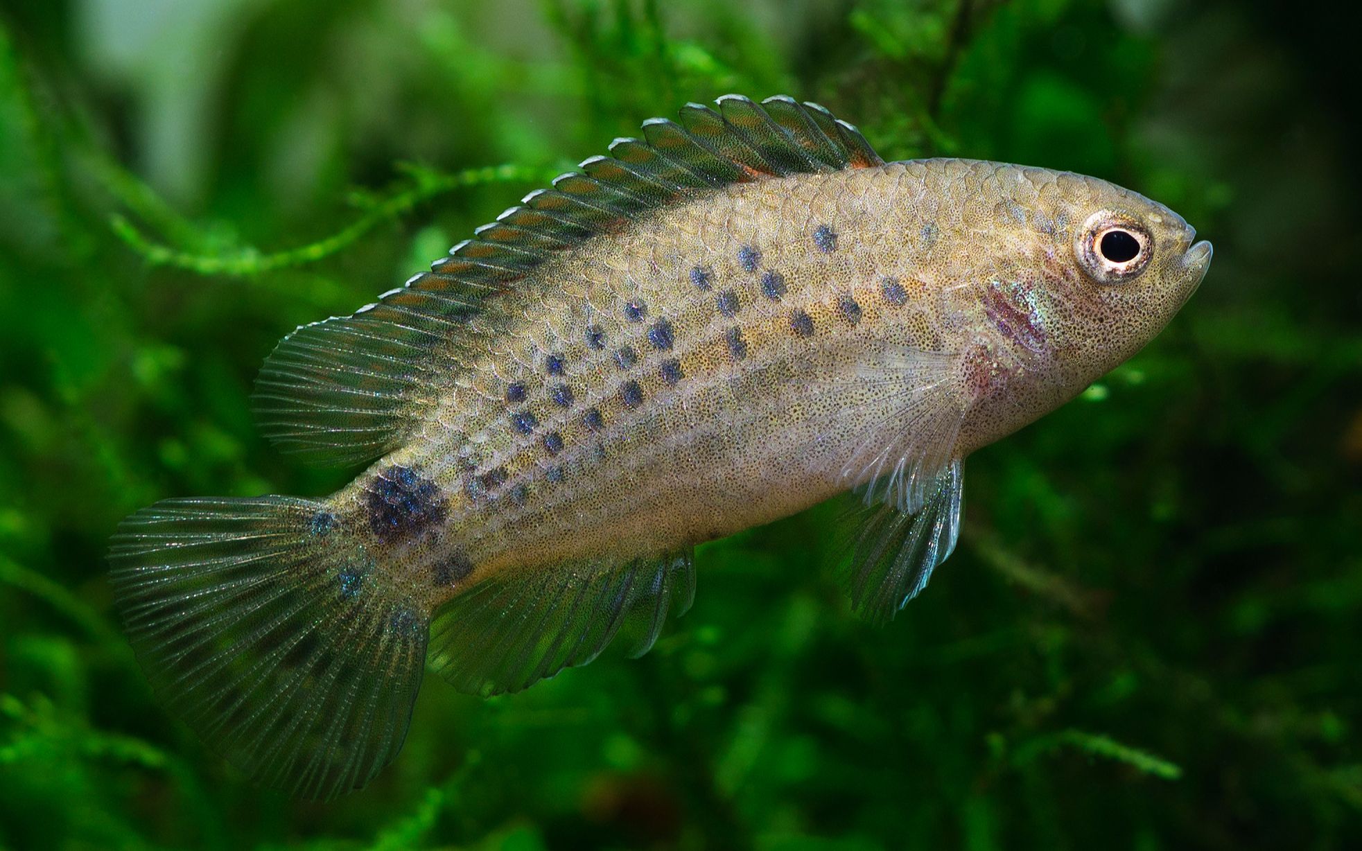 【自家鱼缸】 【灯鱼】 【热带鱼】缅甸红点变色龙 (就是不发色)