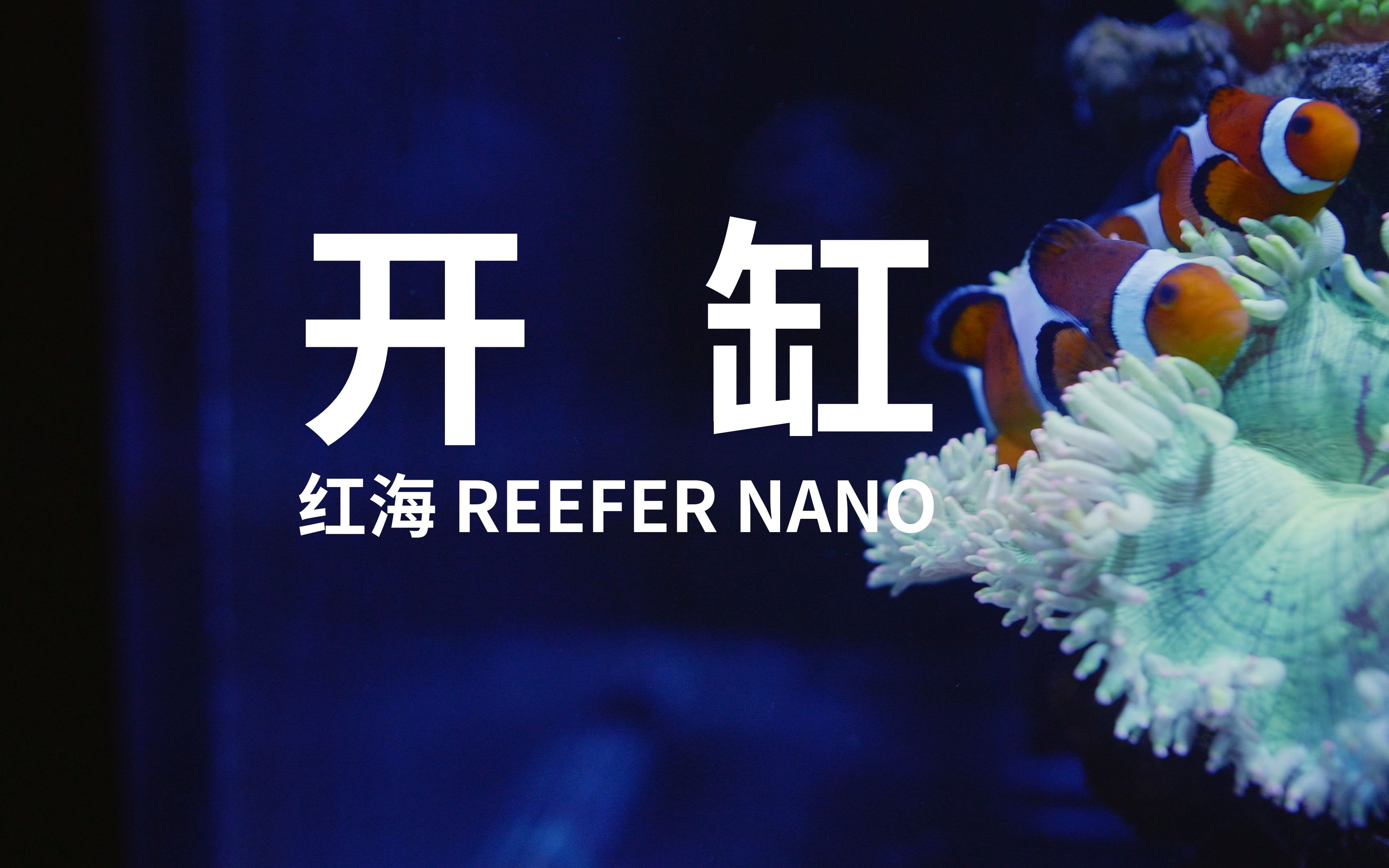 红海 REEFER NANO 45方底滤海缸开缸哔哩哔哩bilibili