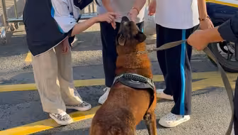 【淅川工作犬】更新啦，赶紧来围观吧！
