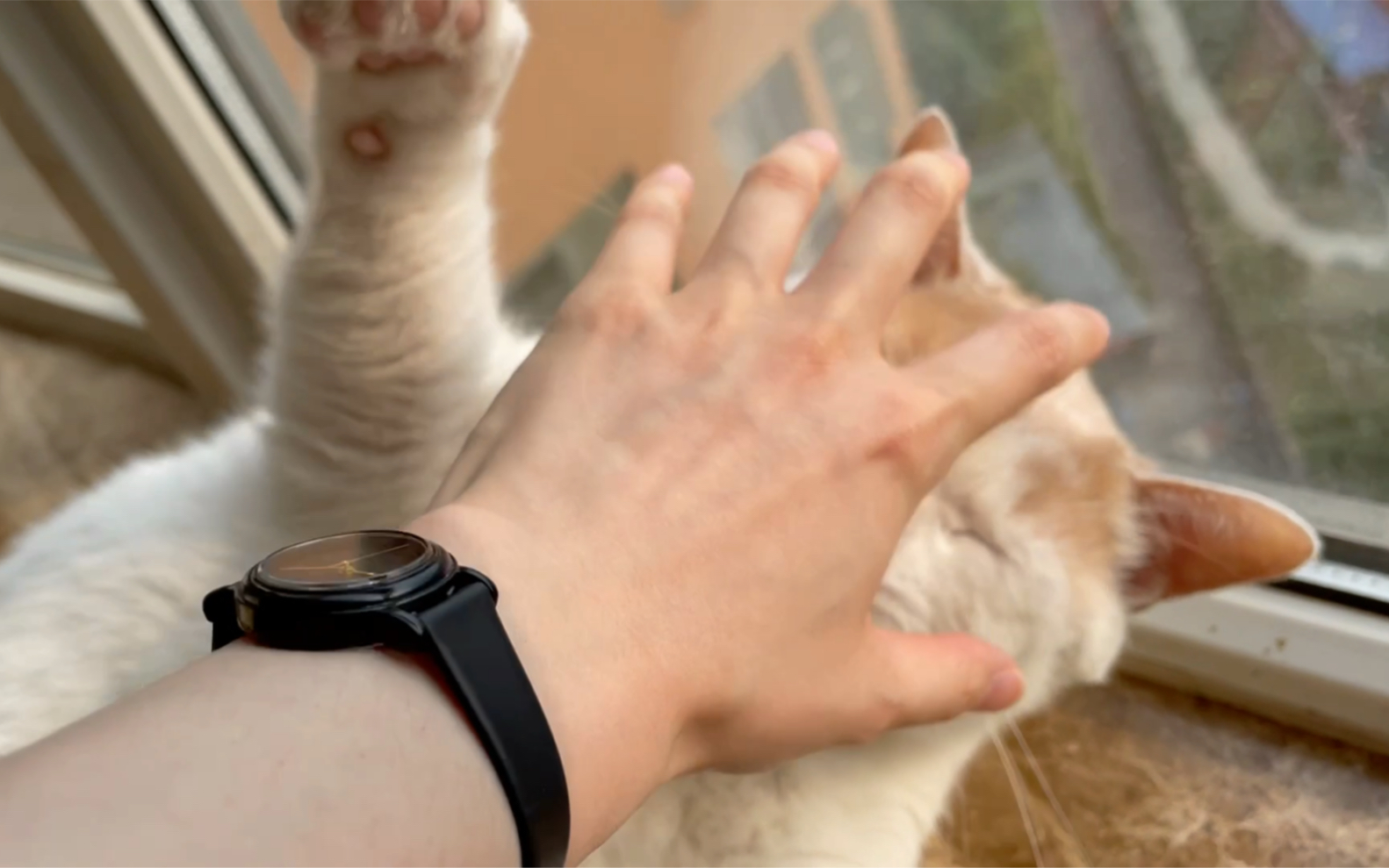 对于铲屎官伸出的魔爪 元宝到底是没有脾气还是毫无还手之力