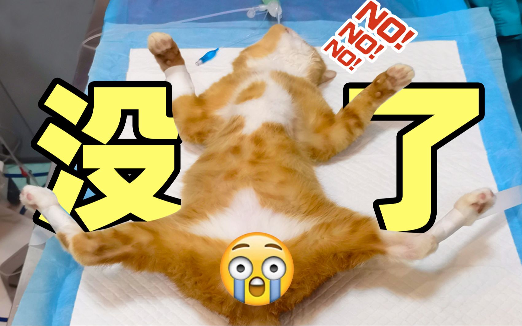 流浪橘猫的蛋蛋终究还是没了