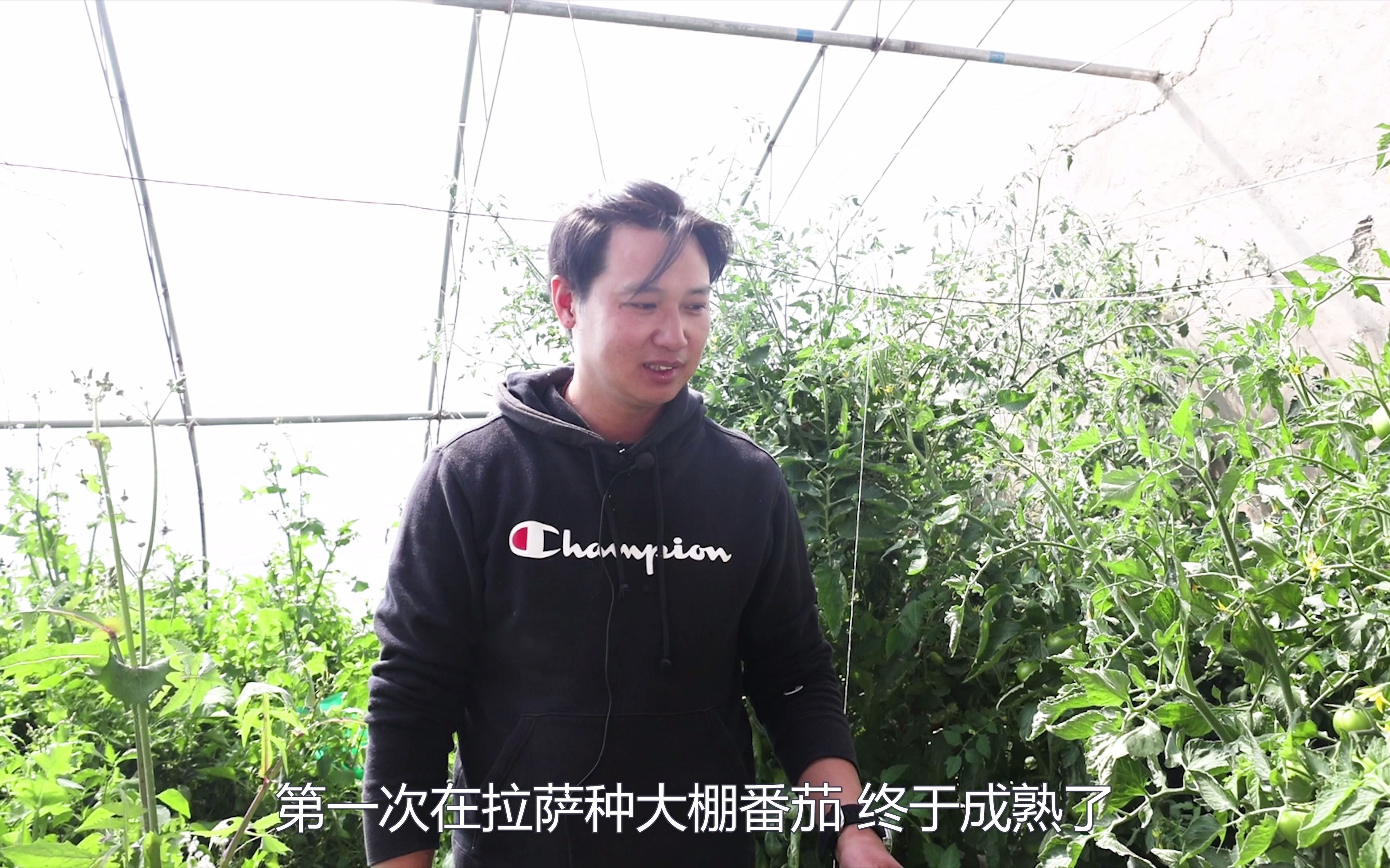 拉萨大棚种植的番茄成熟了 以后就有吃不完的番茄哔哩哔哩bilibili