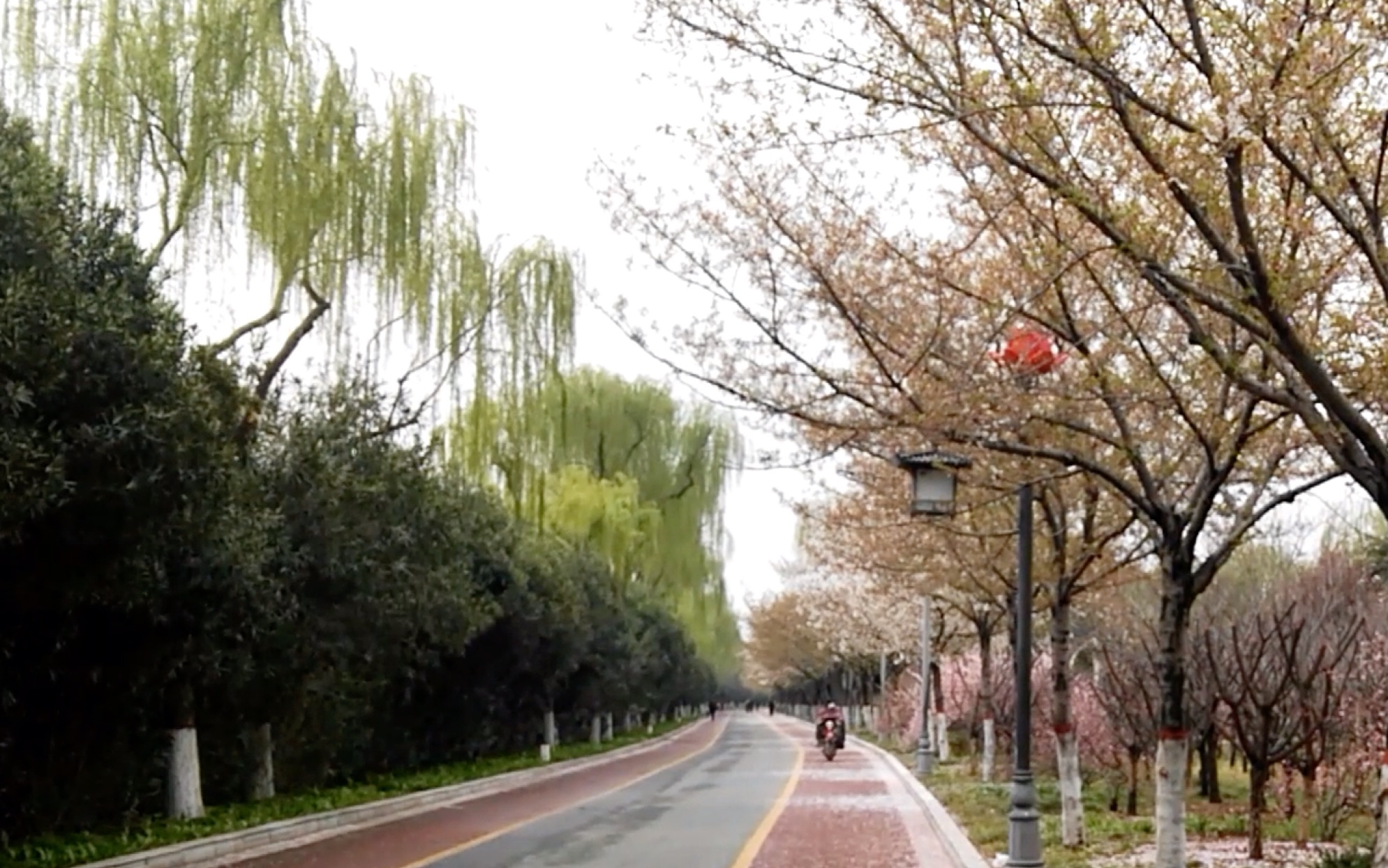 洛阳赏樱好去处洛浦公园樱花大道