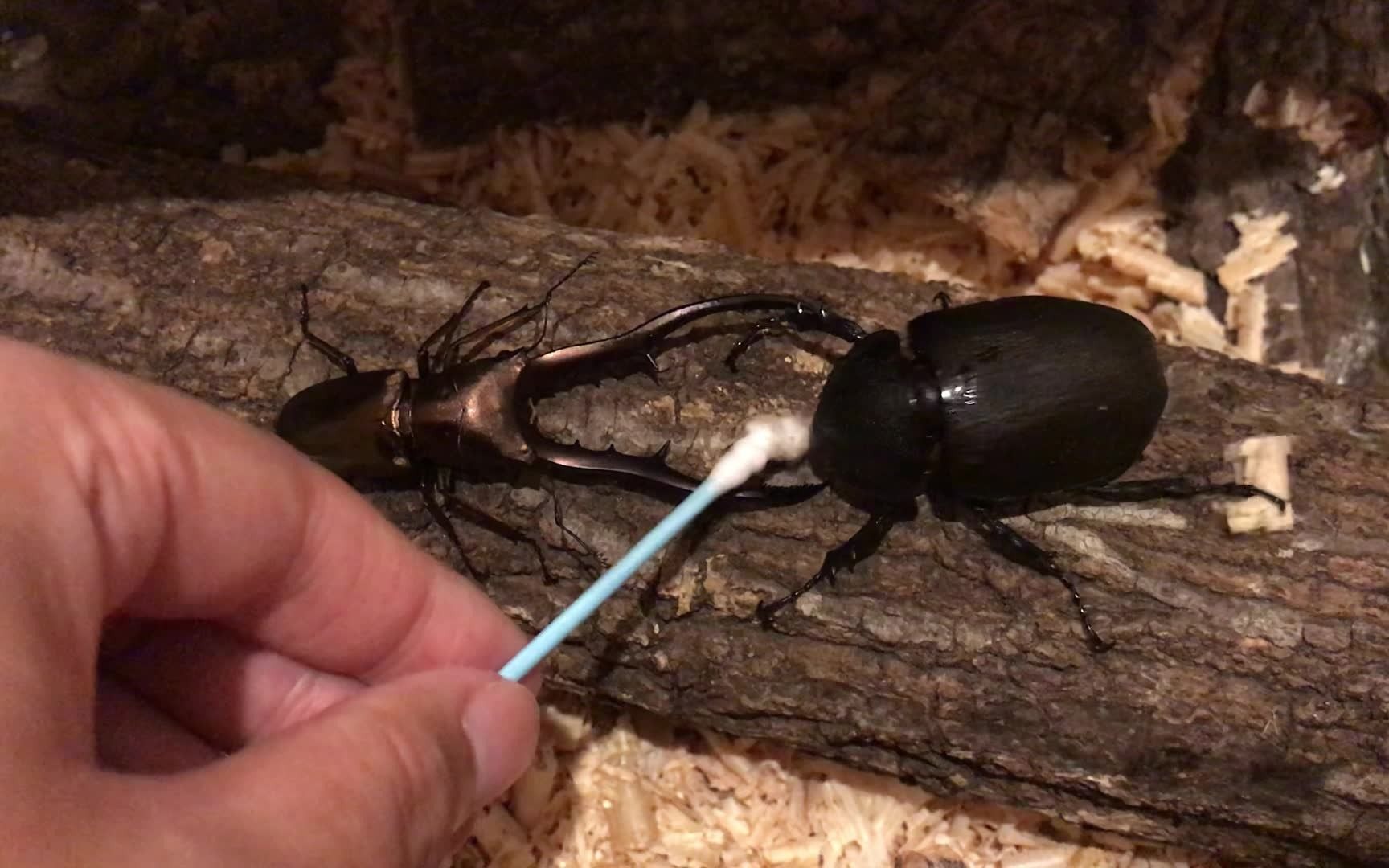 混战, 乌干达花金龟 vs 美他利佛锹甲 vs 南洋大兜母虫