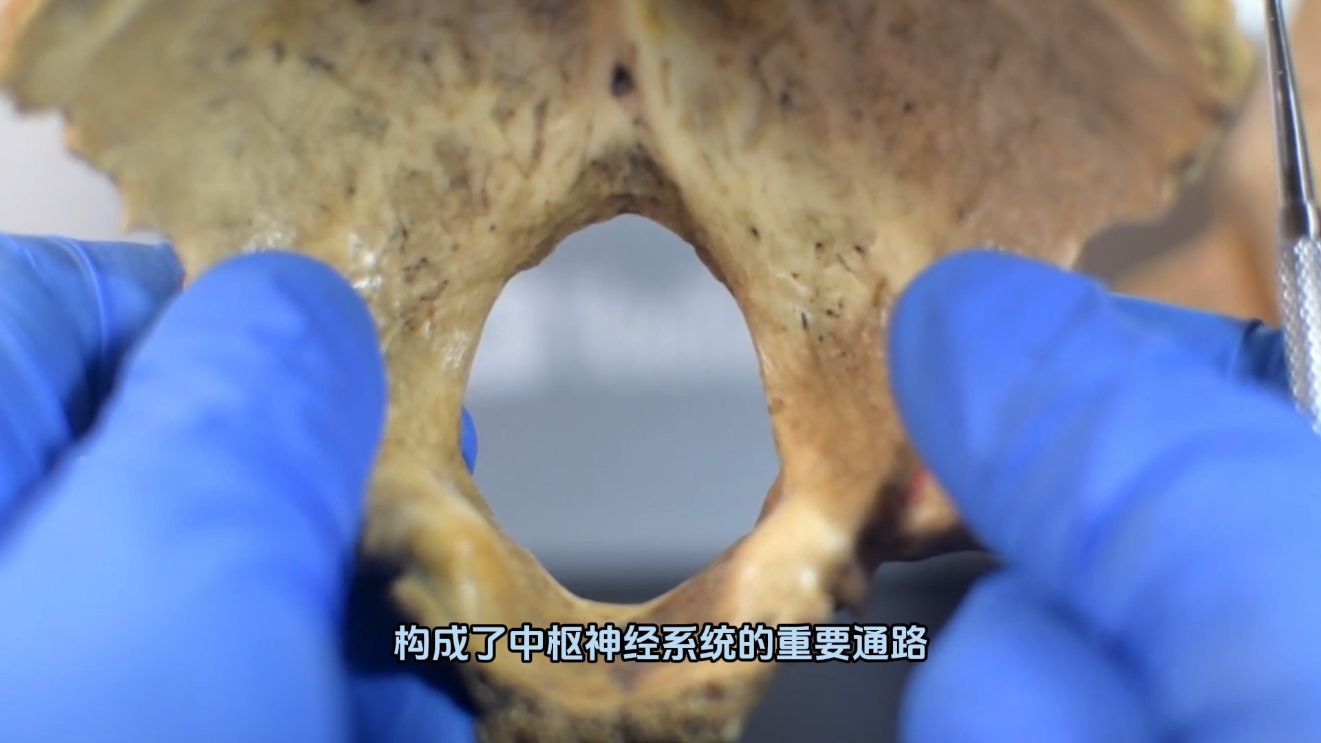 由于这个大孔的位置存在于枕骨的下方,所以又被叫做枕骨大孔-无言良师-无言良师-哔哩哔哩视频