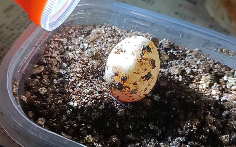 敷乌龟蛋咯,照蛋咋没血丝呢,约了颗乌龟王八蛋在四月里见面