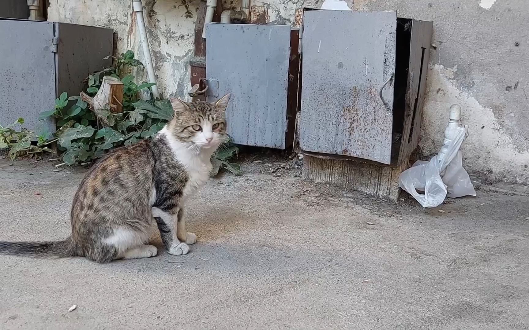 [图]可爱的流浪猫有经常被被乐于助人的人喂养