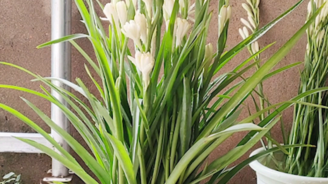 晚香玉开花温润如玉,飘香十里