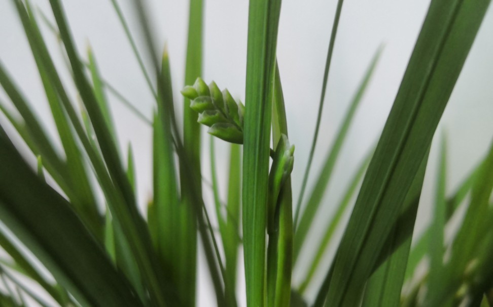 原白小苍兰居然有花苞啦