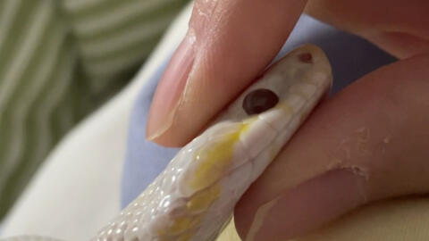 玉米蛇 哔哩哔哩