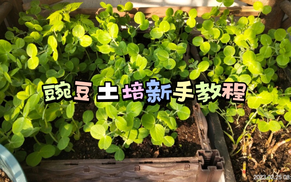 种植干货Ⅰ豌豆土培新手教程哔哩哔哩bilibili