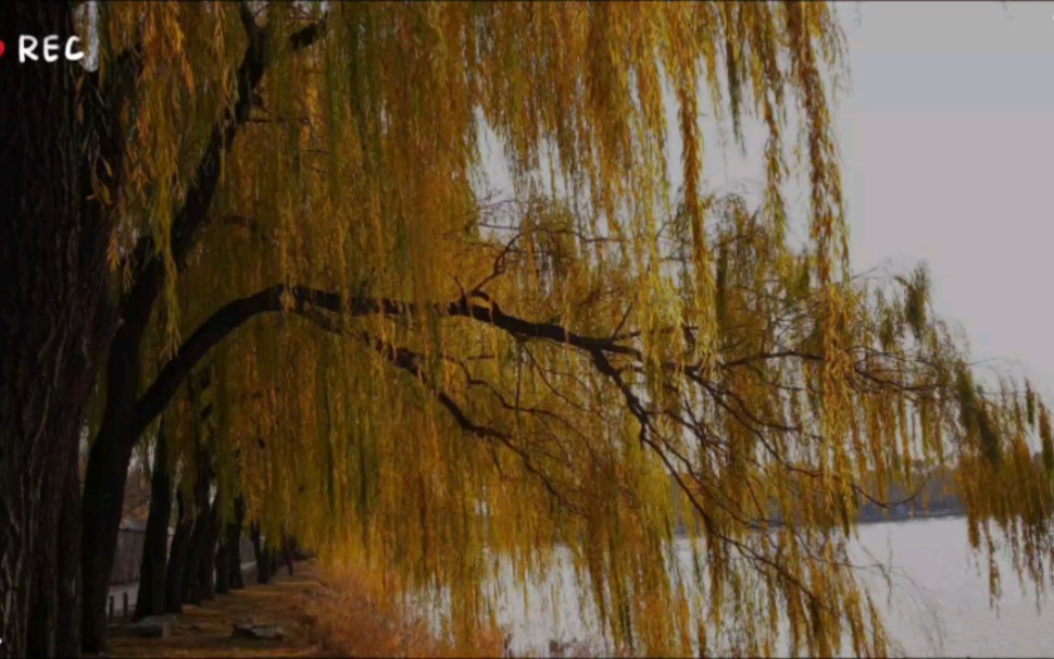 晚秋——抹耀眼黄金,唯美秋天风景图片赏析