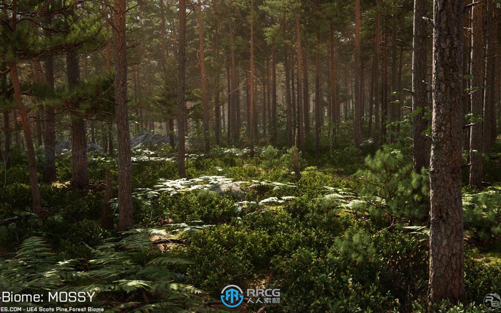 苏格兰松树森林树木植物环境场景ue游戏素材 rrcg